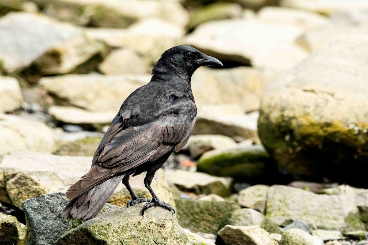 American Crow - ML344869541