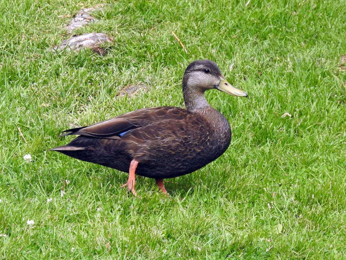 American Black Duck - ML344870261