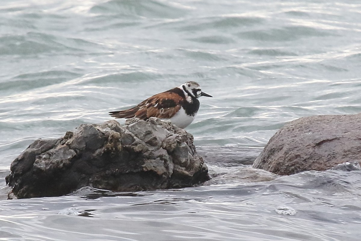 Ruddy Turnstone - ML344870301