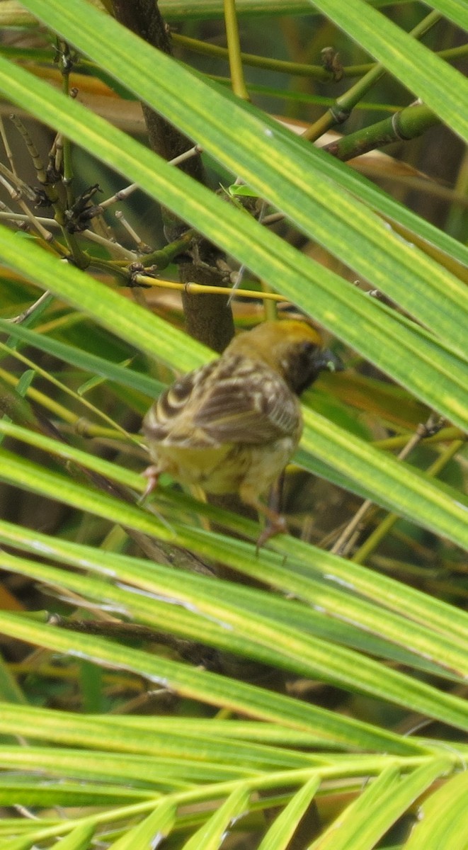 カワリオウゴンチョウ - ML344871441