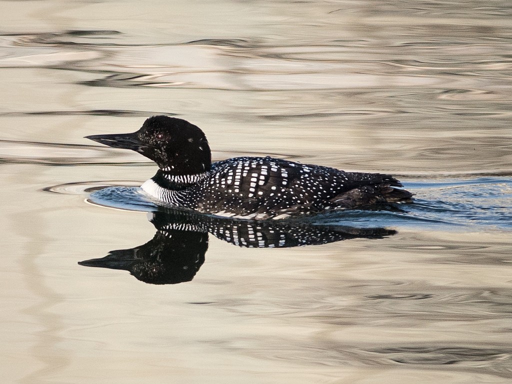 Common Loon - Shayna Marchese
