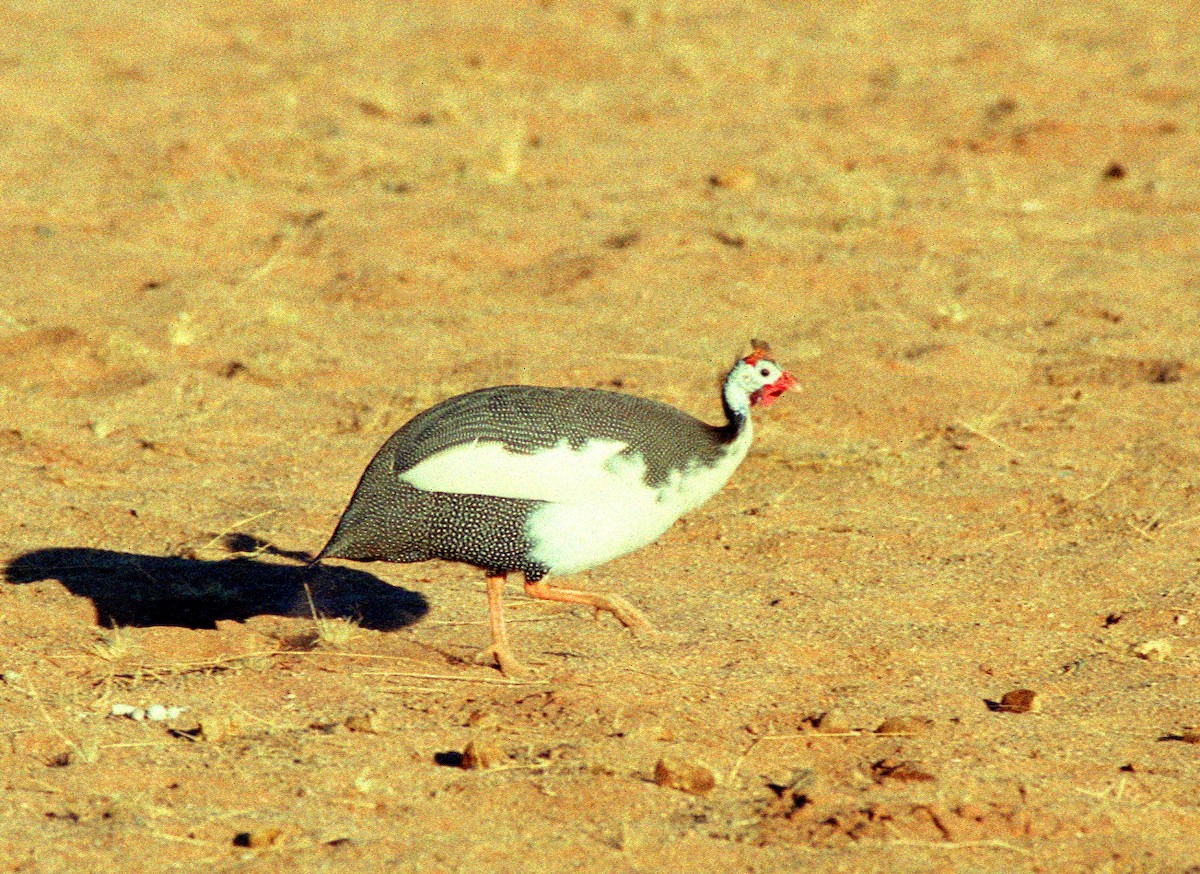 Helmeted Guineafowl (Domestic type) - ML344873371