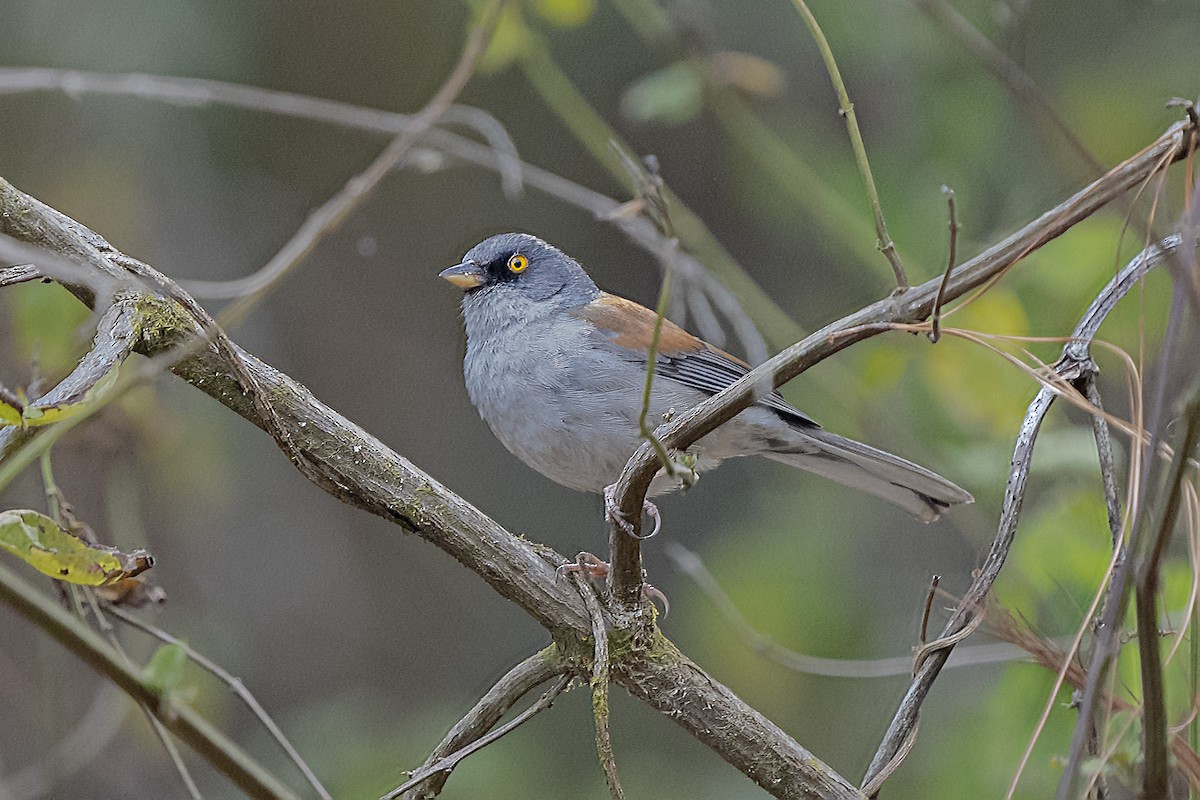 Yellow-eyed Junco - ML344873801