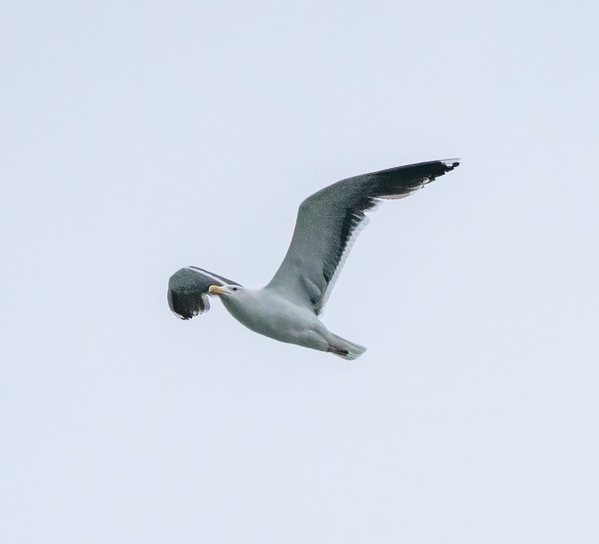 Great Black-backed Gull - ML344875421