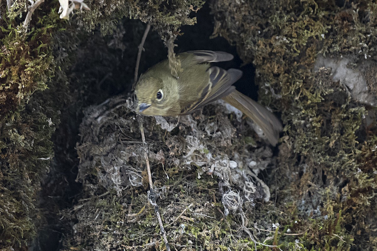 Western Flycatcher (Cordilleran) - ML344875971