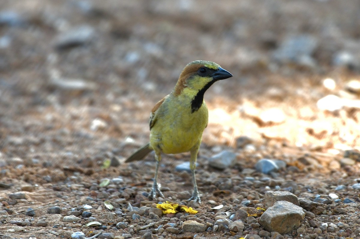 Plain-backed Sparrow - Teeranan Tinpook