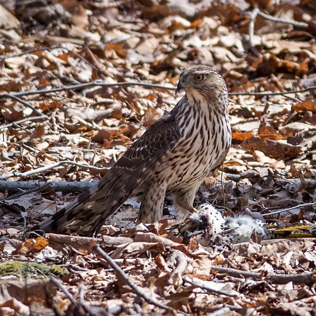 Cooper's Hawk - Shayna Marchese