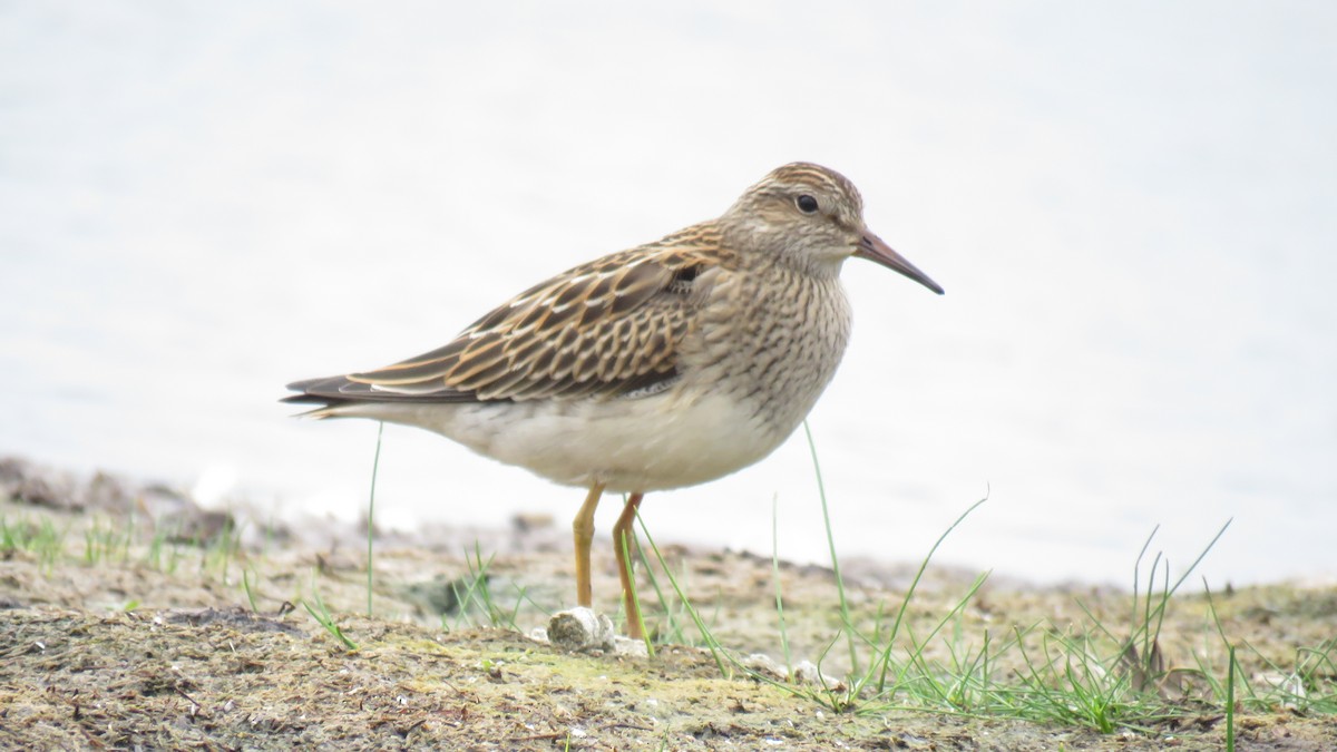 Pectoral Sandpiper - Dan J. MacNeal