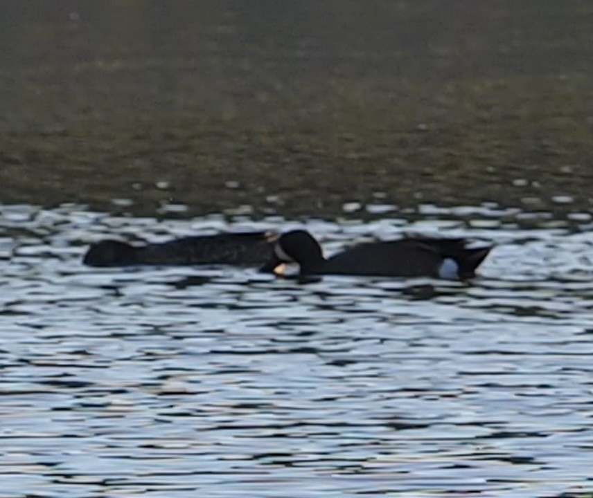 Blue-winged Teal - ML344878041