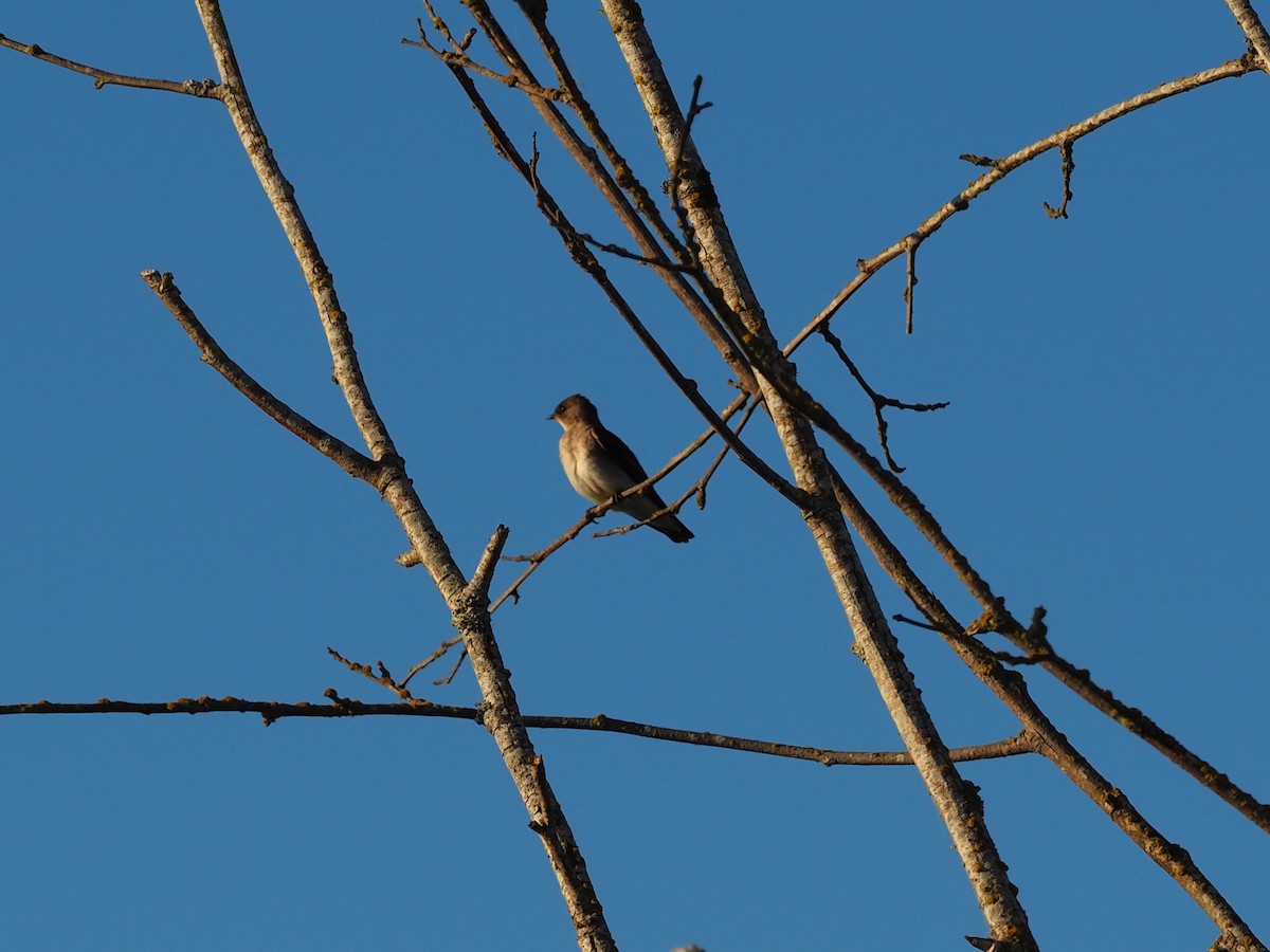 Golondrina Aserrada - ML344878141