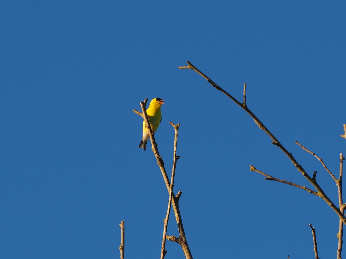 American Goldfinch - ML344878181