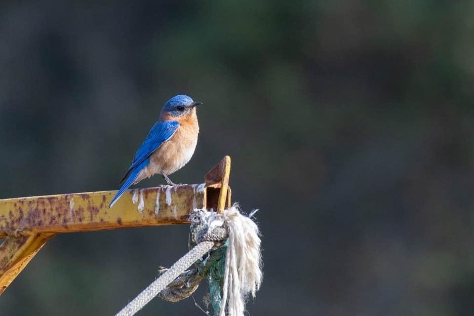 Eastern Bluebird - matthew jensen