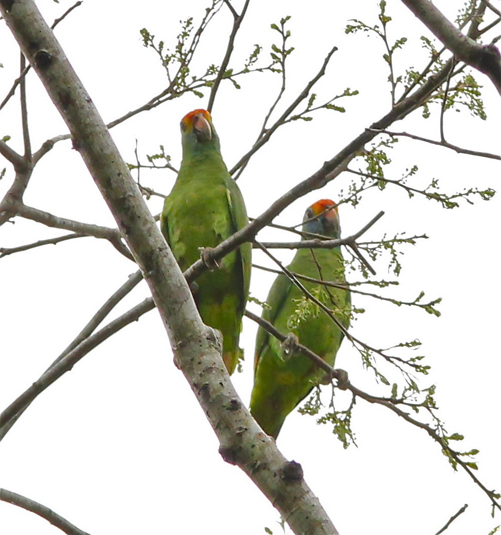 Red-browed Amazon - Dave Czaplak