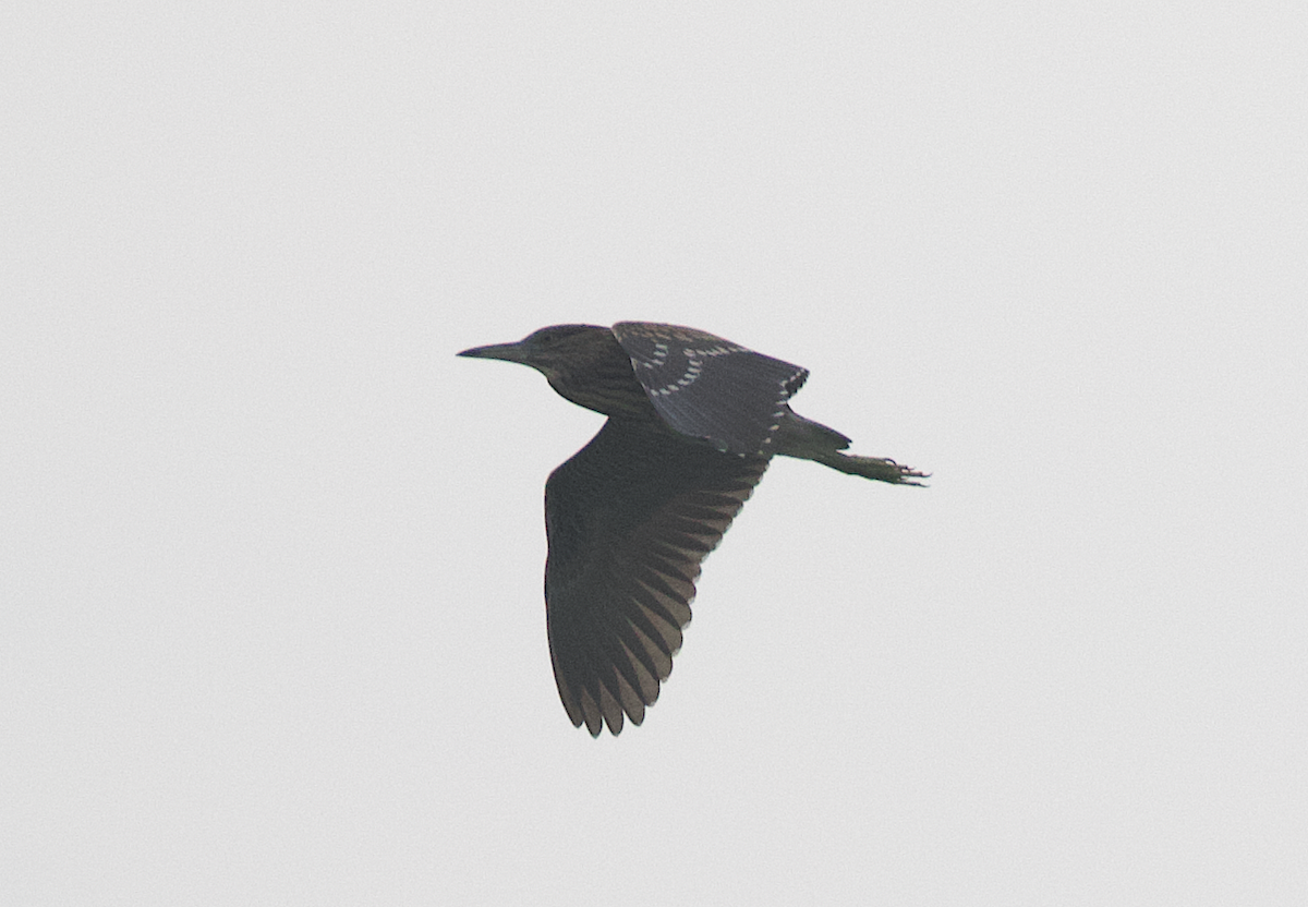 Black-crowned Night Heron - ML344880601