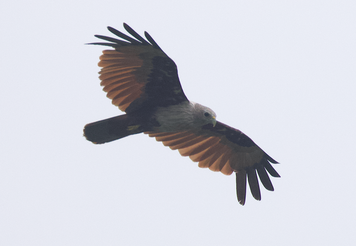 Brahminy Kite - ML344880671