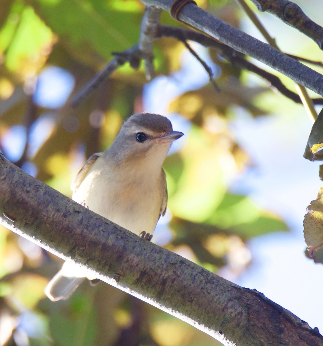 Warbling Vireo - ML34488141