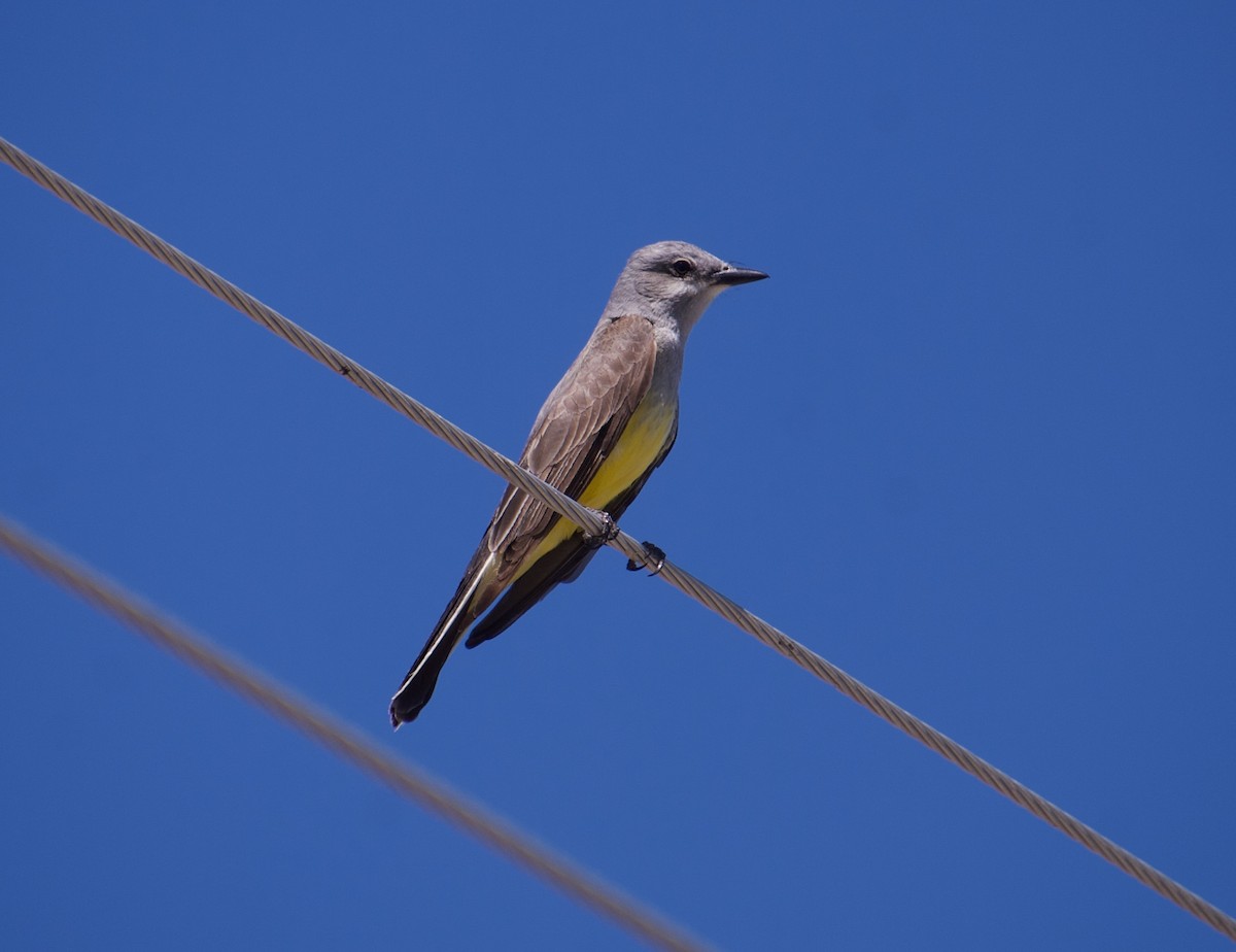 Western Kingbird - ML344882071