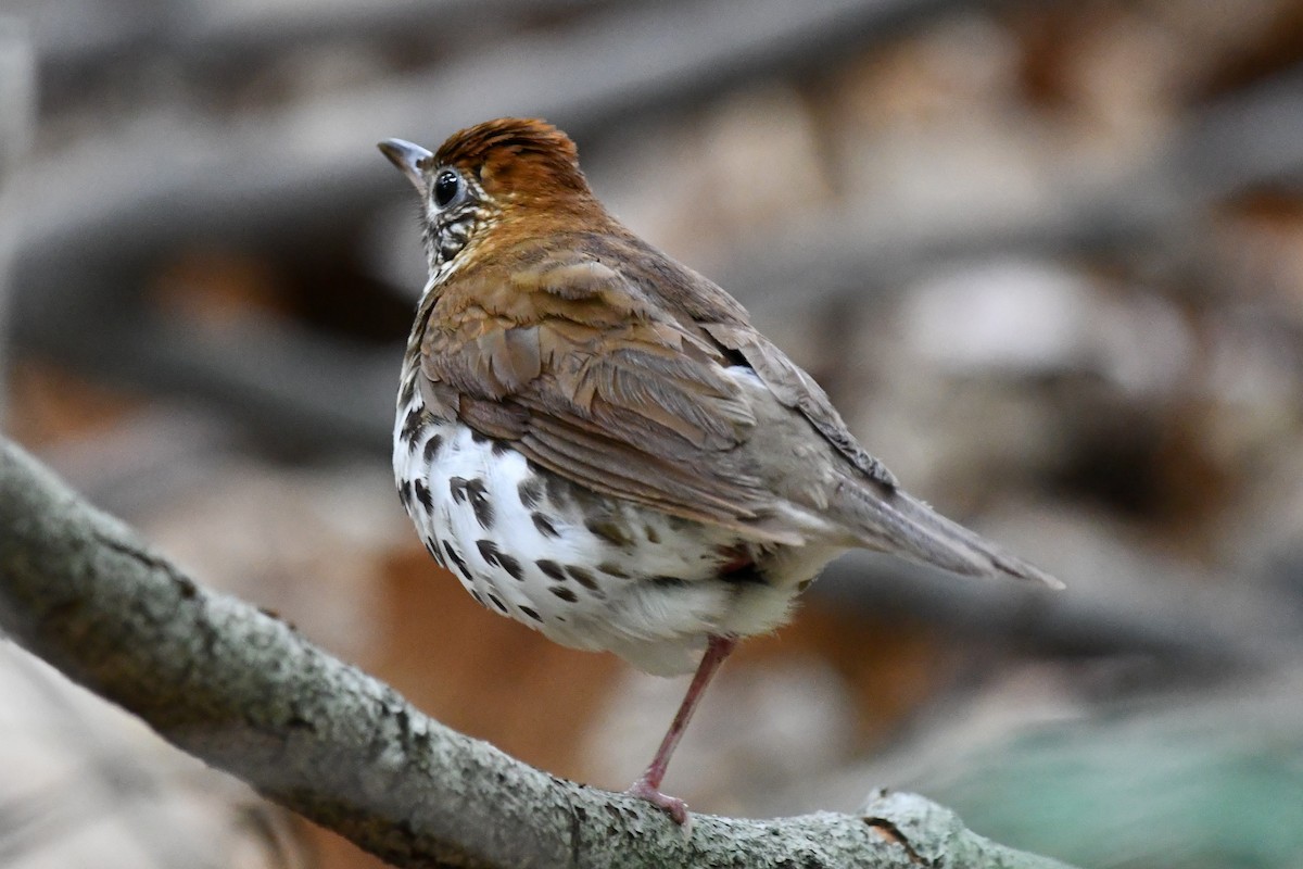 Wood Thrush - ML344883861