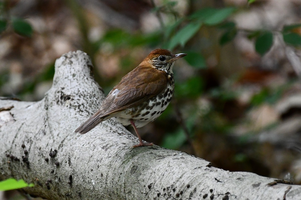 Wood Thrush - ML344883871