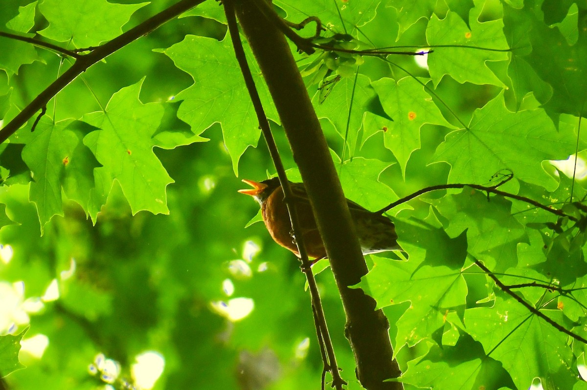 American Robin - ML344883931
