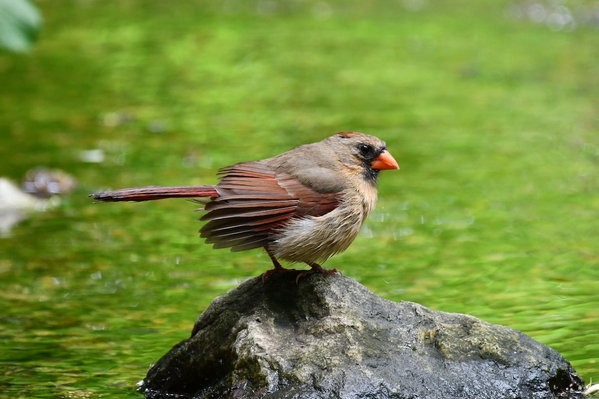 Northern Cardinal - ML344884001