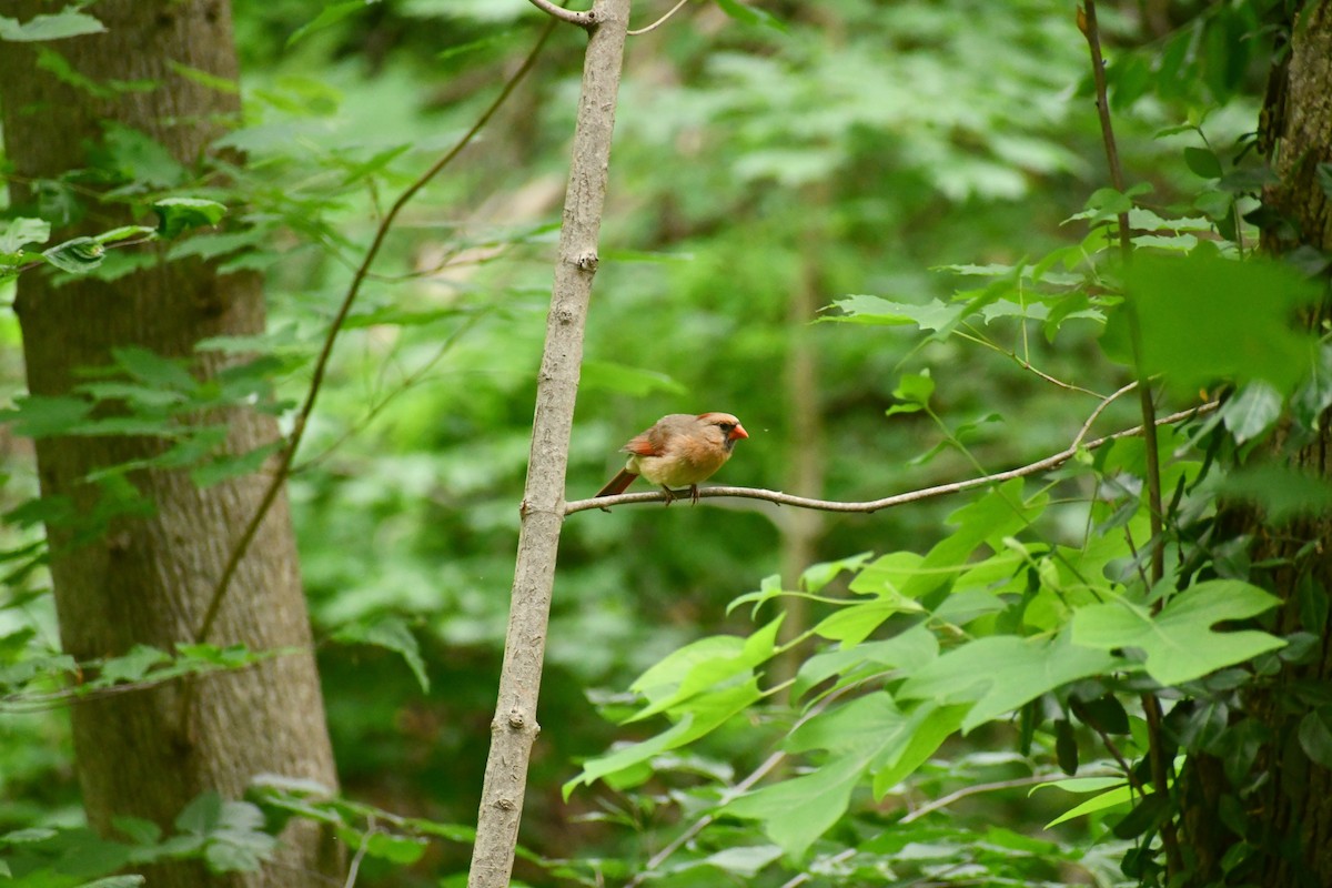 Northern Cardinal - ML344884011