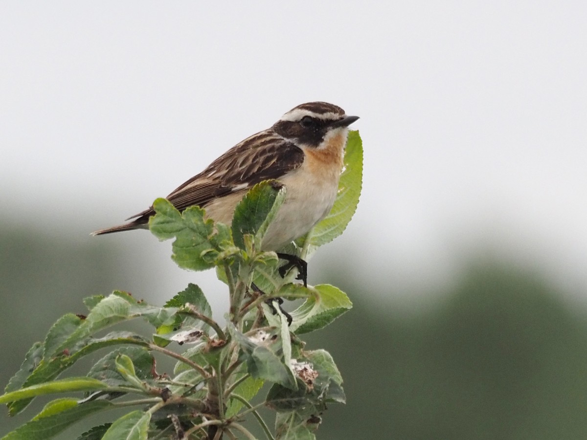 Whinchat - ML344884401