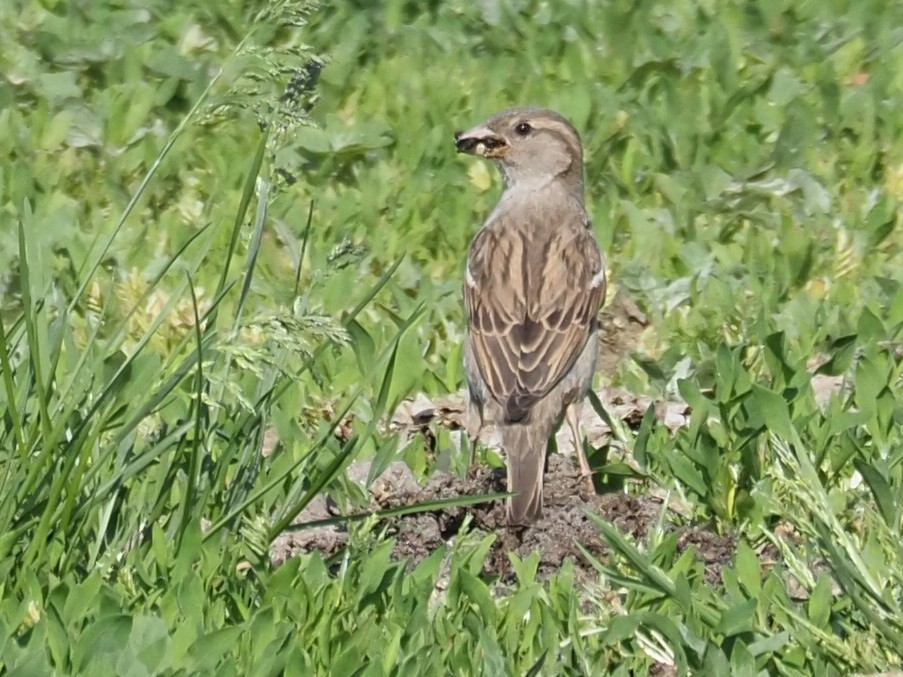 House Sparrow - Kostyantyn Grinchenko