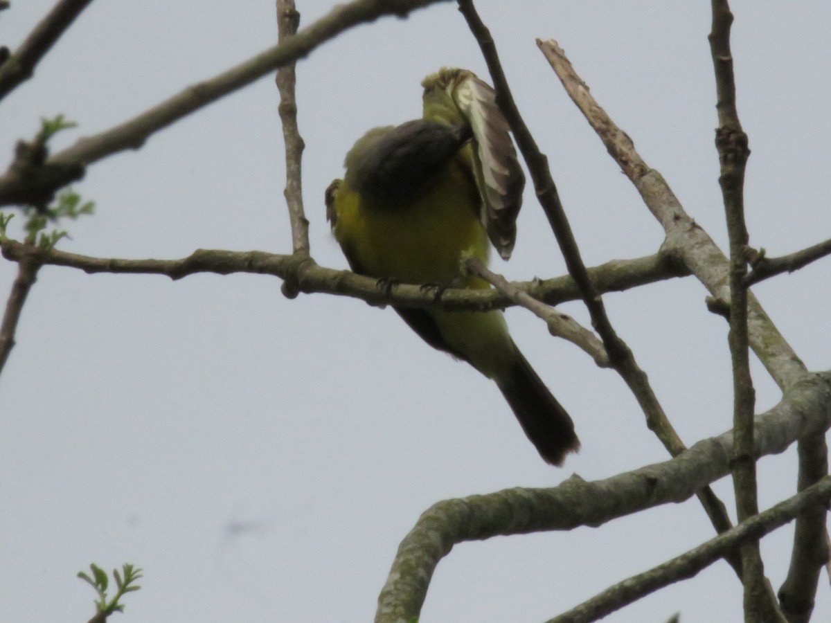 Tropical Kingbird - Alexander  Torres