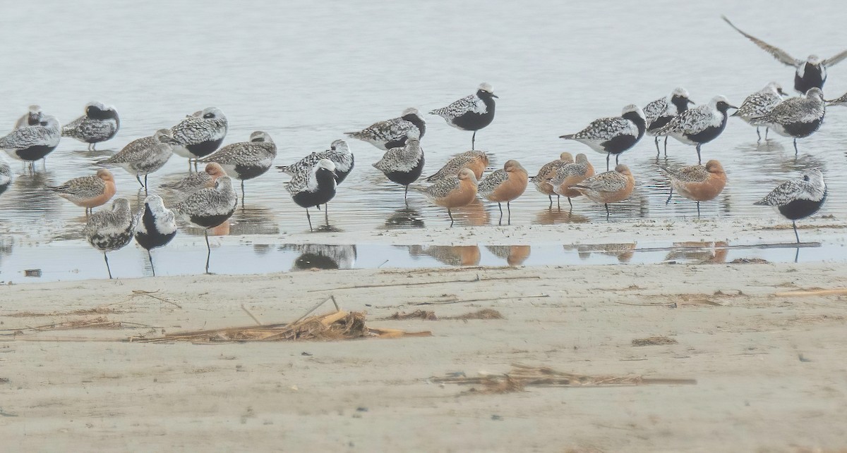 Red Knot - Dan Parliament