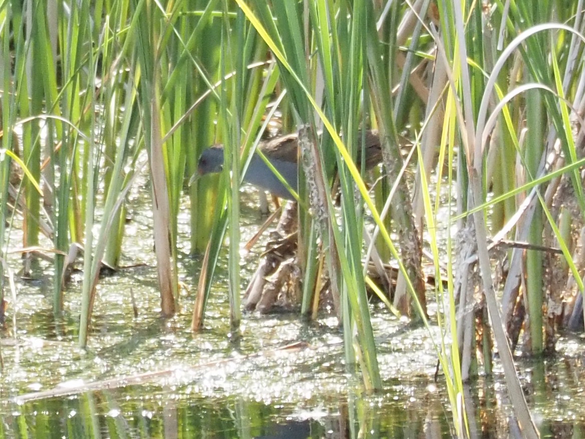 Little Crake - Kostyantyn Grinchenko