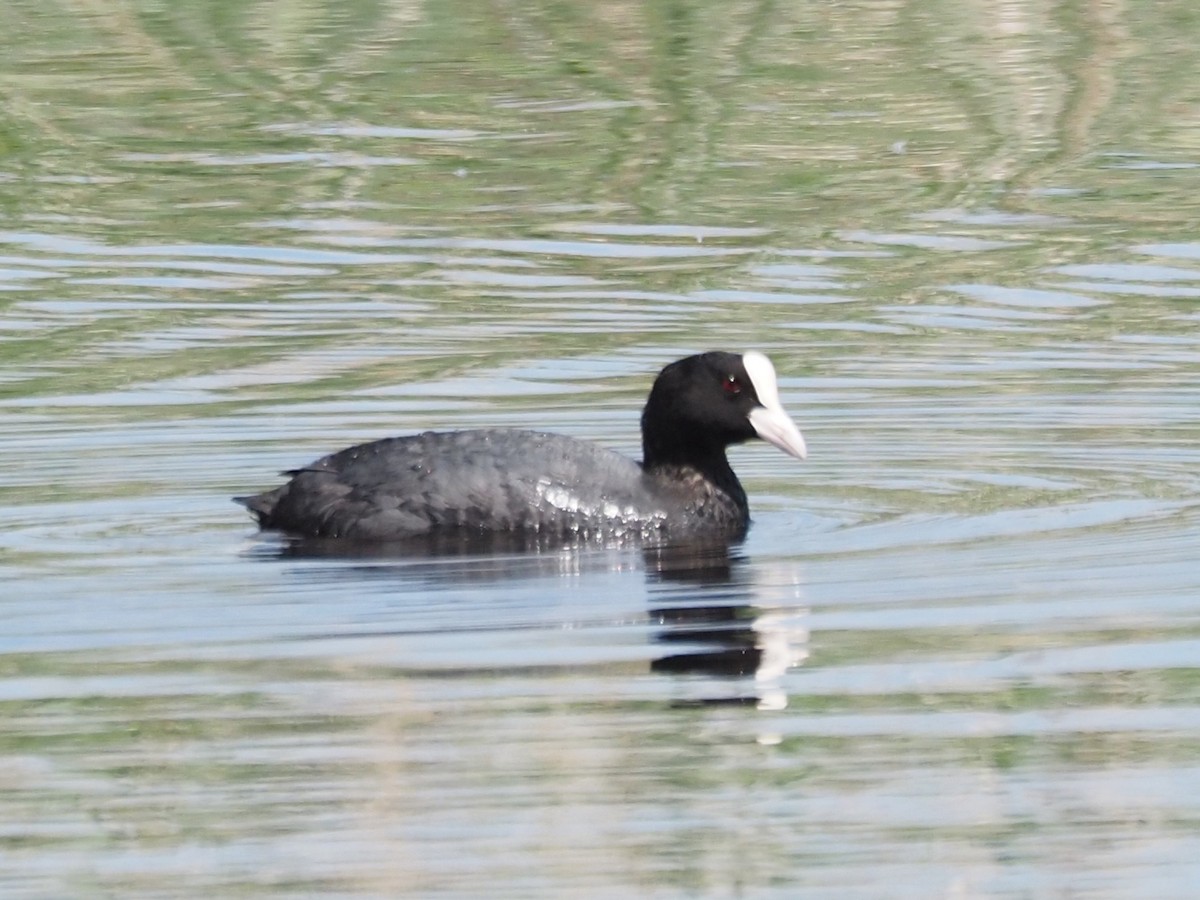 Eurasian Coot - Kostyantyn Grinchenko