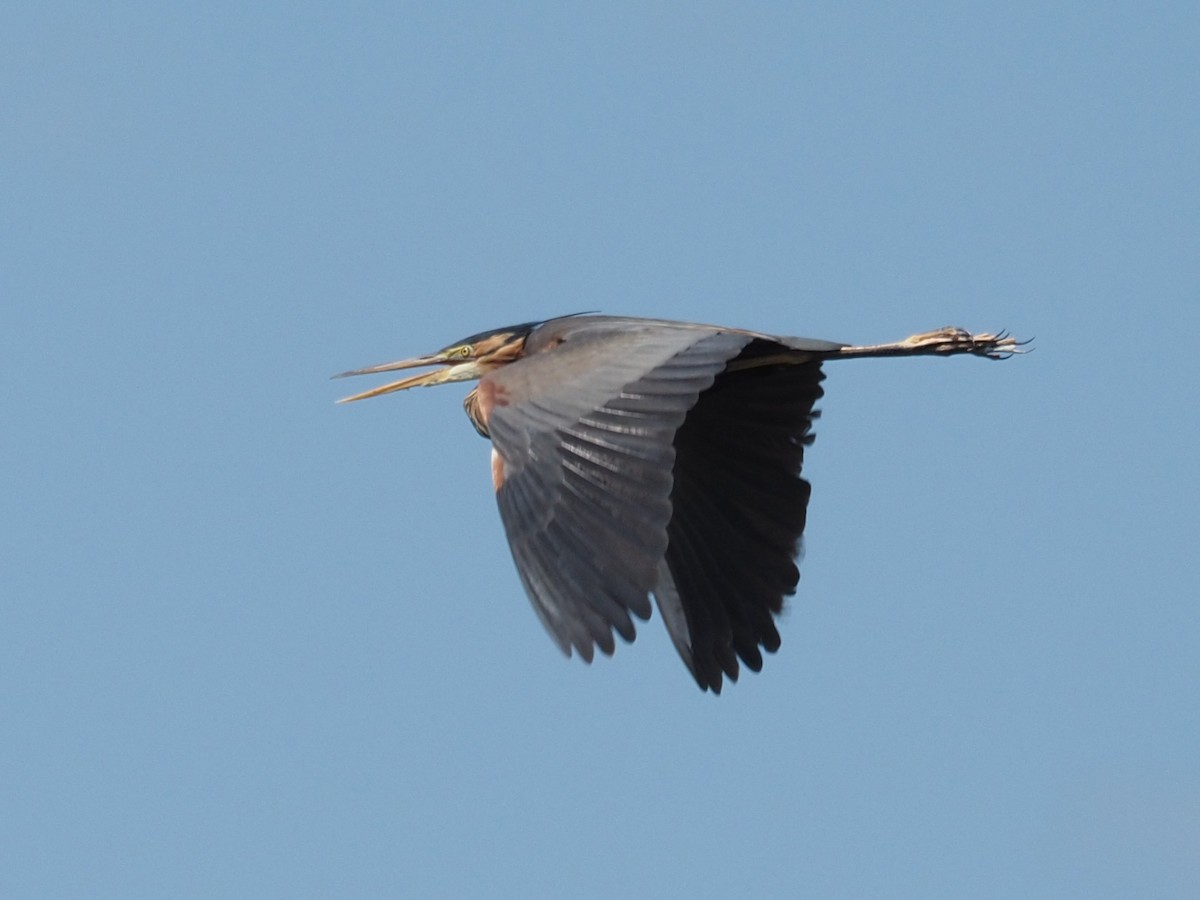 Purple Heron - ML344888401