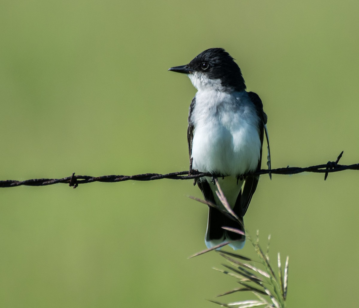 Eastern Kingbird - Dennis Endicott