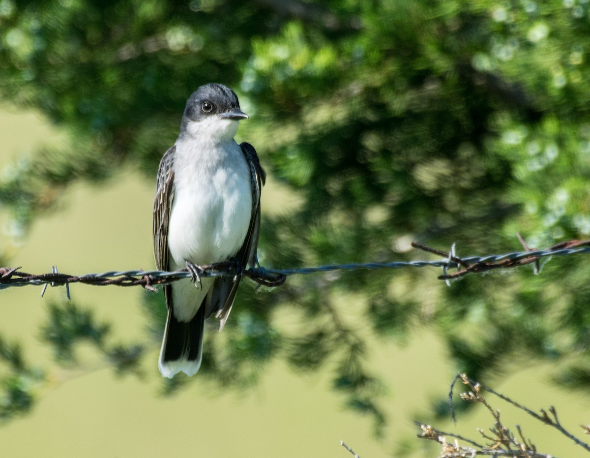 Eastern Kingbird - Dennis Endicott