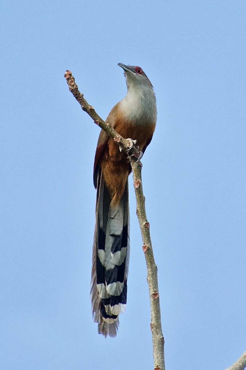 Great Lizard-Cuckoo (Cuban) - ML344888821
