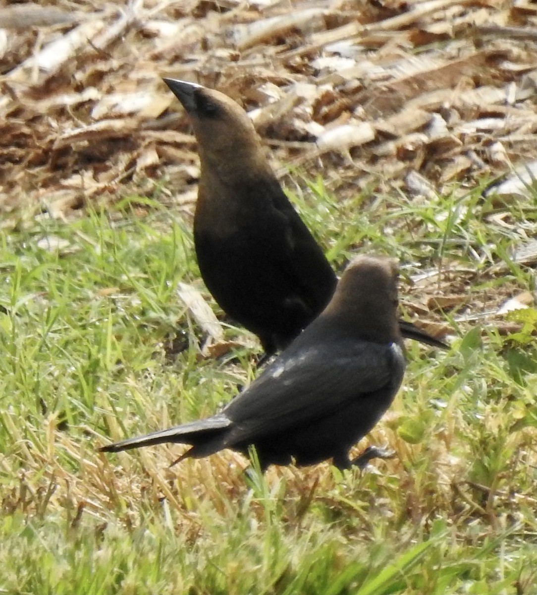 Brown-headed Cowbird - ML344889051