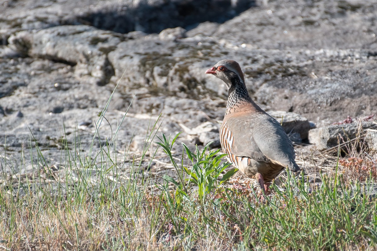 Red-legged Partridge - ML344890171