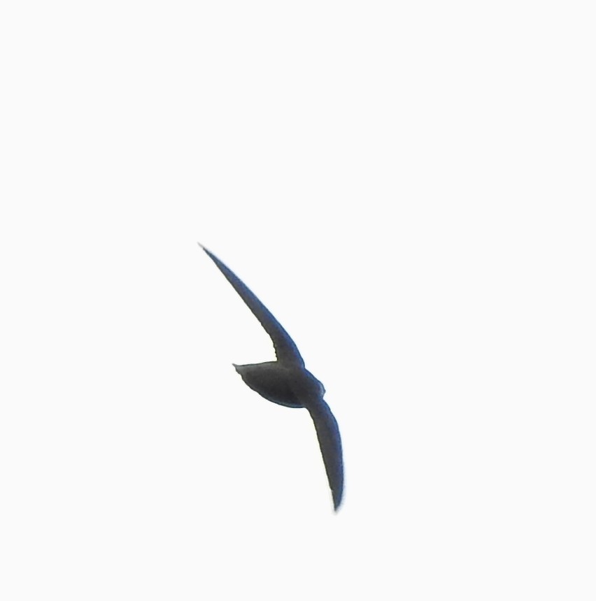 Chimney Swift - ML344890991