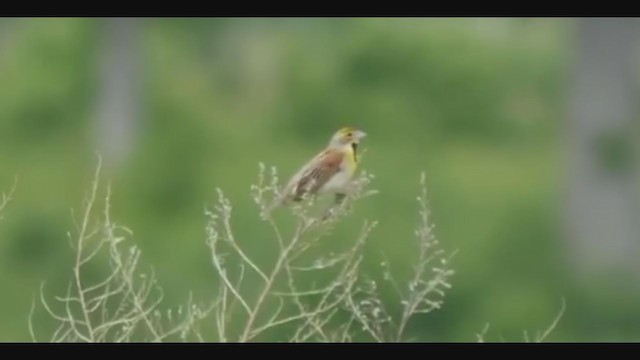 Dickcissel - ML344891381