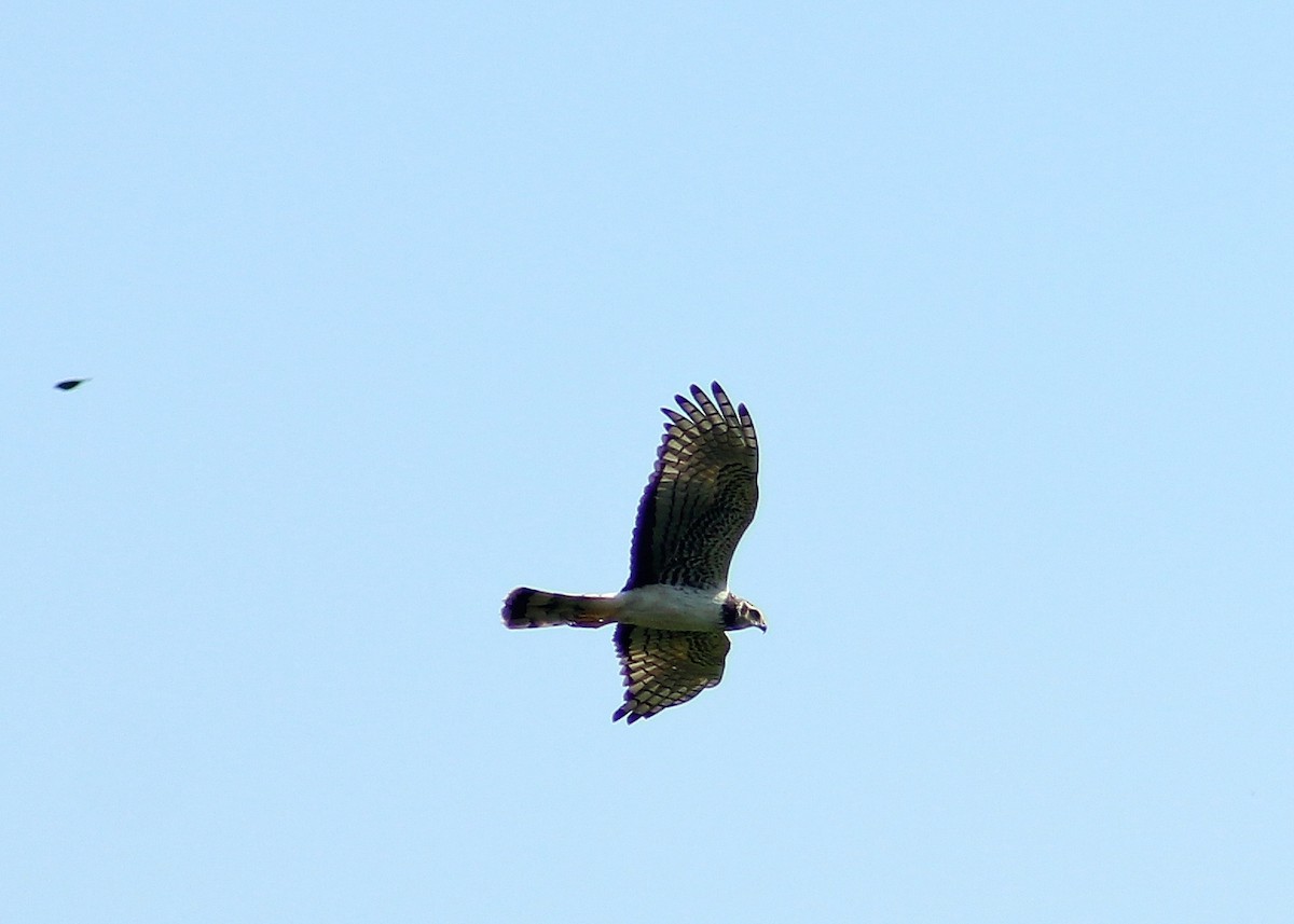 Long-winged Harrier - ML344891811