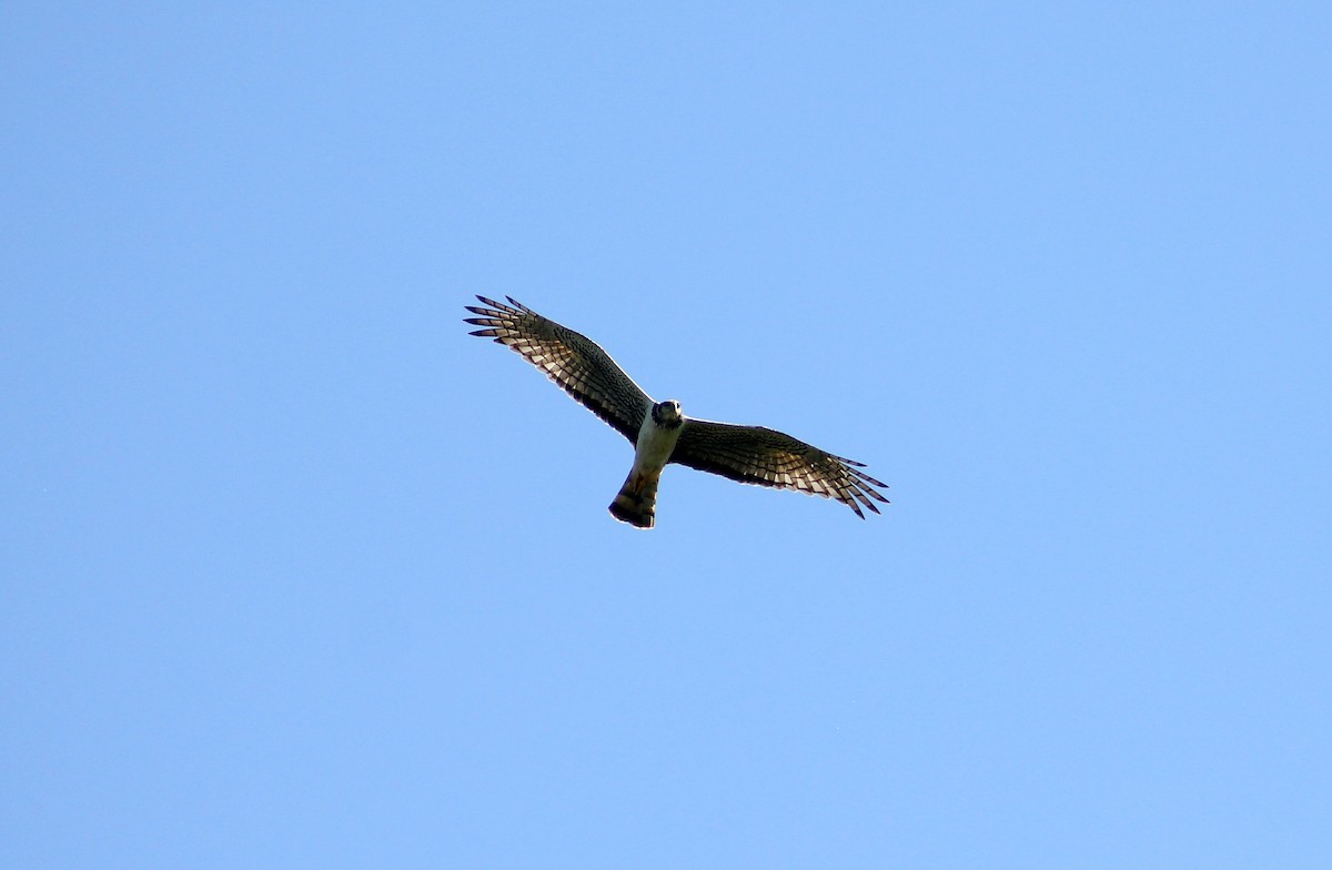 Long-winged Harrier - ML344891921