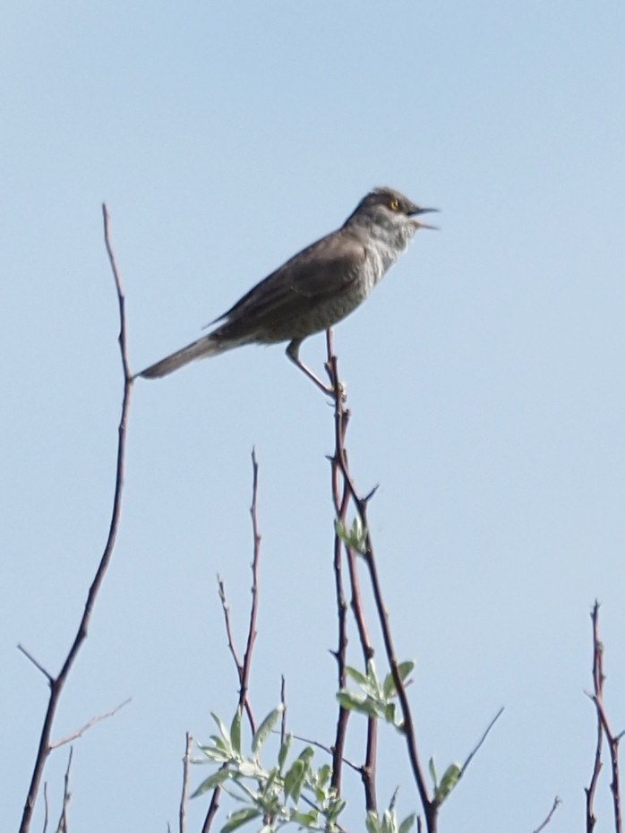 Barred Warbler - ML344893671