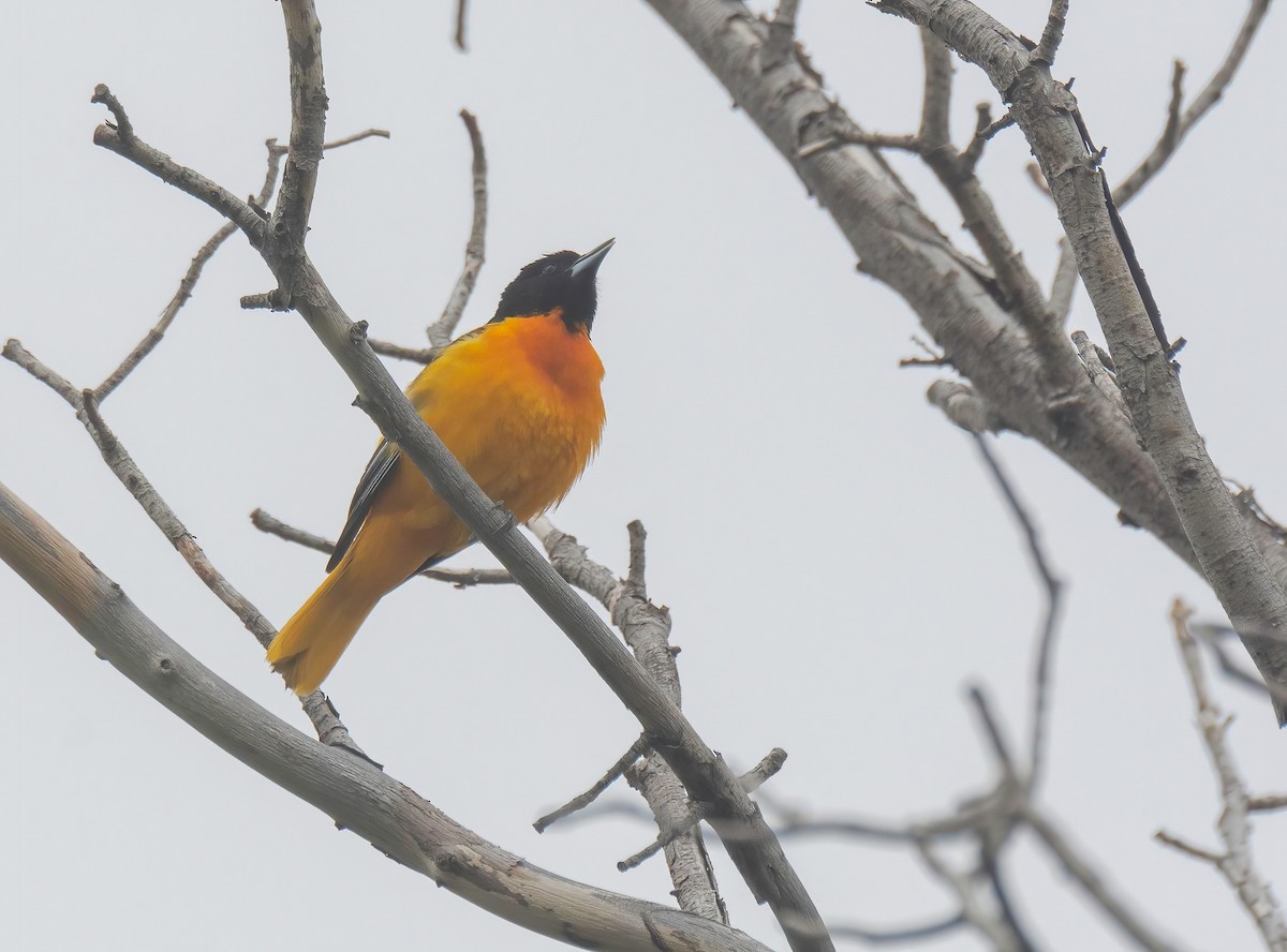 Baltimore Oriole - Dan Parliament