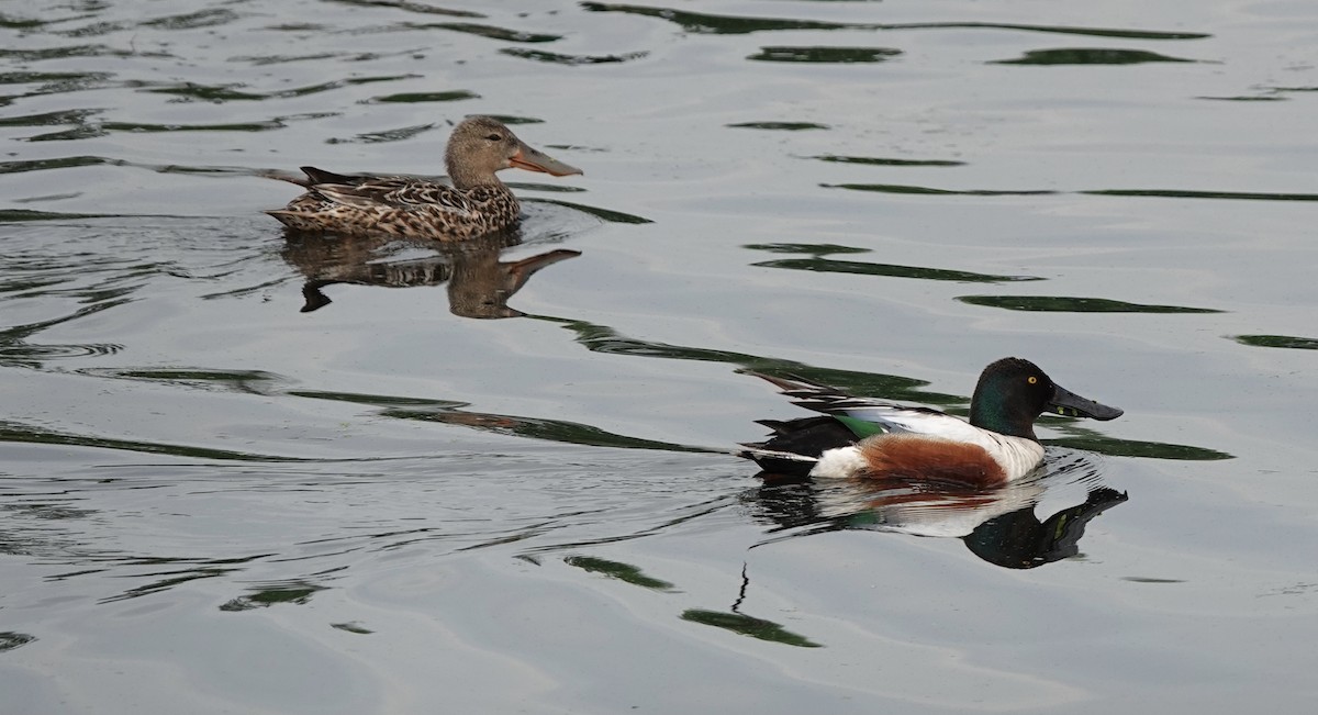 Northern Shoveler - Ann Griffin