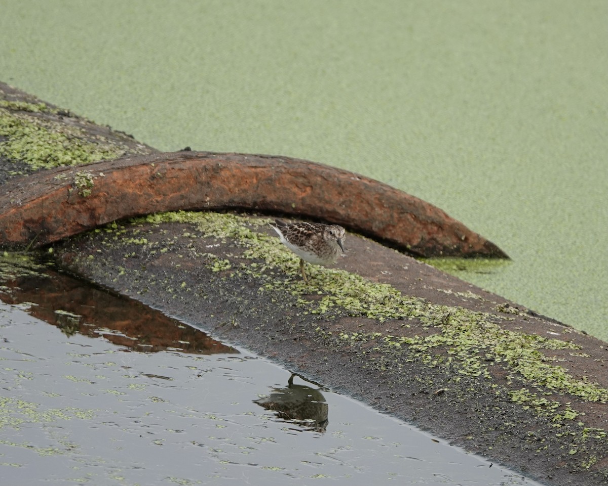 pygmésnipe - ML344895871