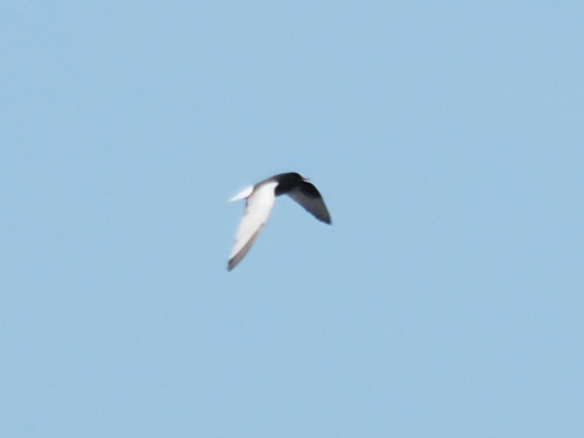 White-winged Tern - ML344896251
