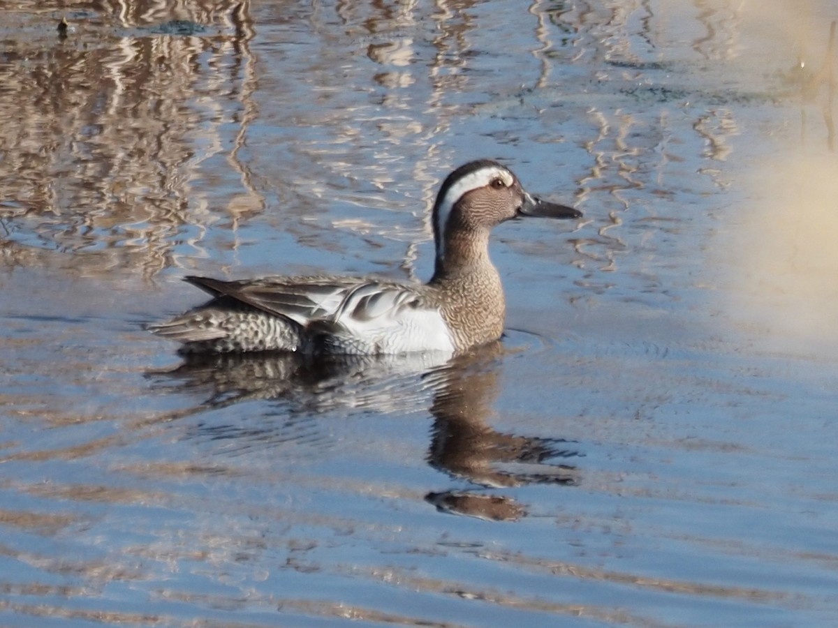 Garganey - ML344896591