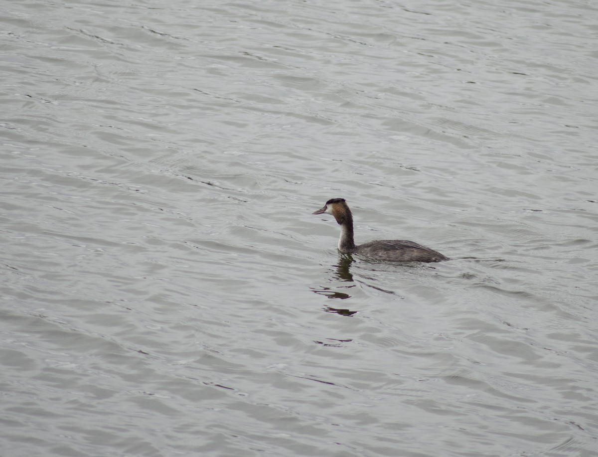 Great Crested Grebe - Pam Pickersgill
