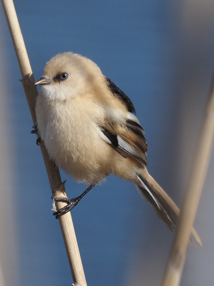 Bearded Reedling - ML344897181